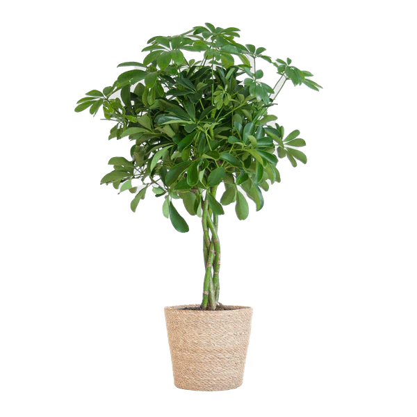 Plante D'Intérieur - Schefflera Nora Et Son Pot - Image 2