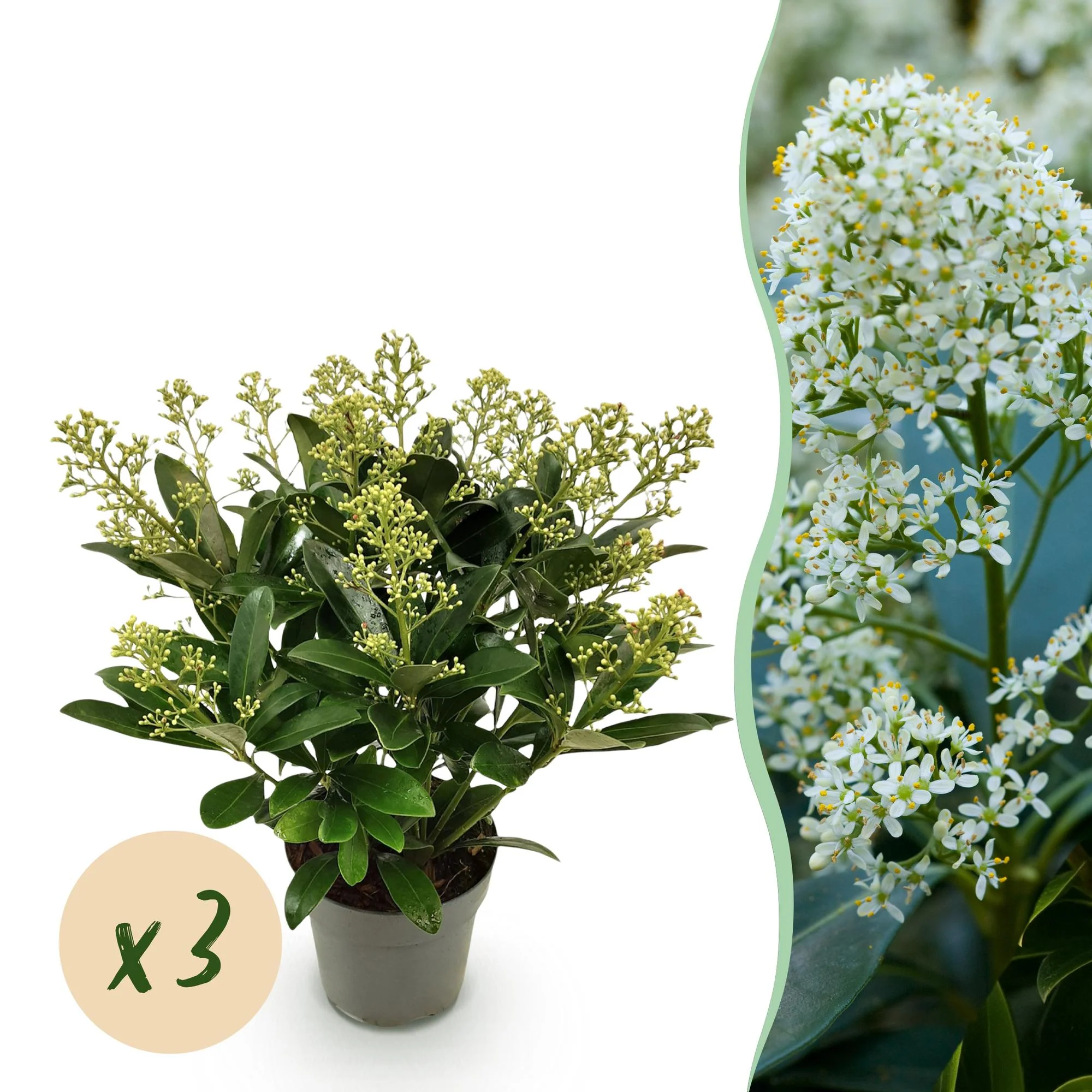 Plante D'Extérieur - Skimmia Du Japon (Skimmia Japonica) 'Finchy' - Image 12