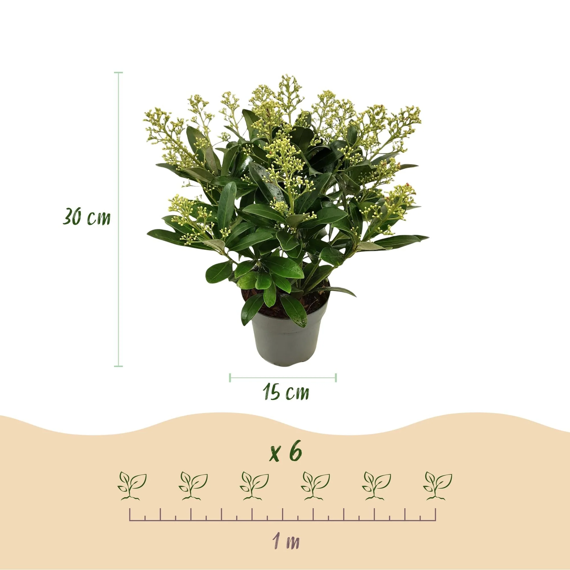 Plante D'Extérieur - Skimmia Du Japon (Skimmia Japonica) 'Finchy' - Image 3