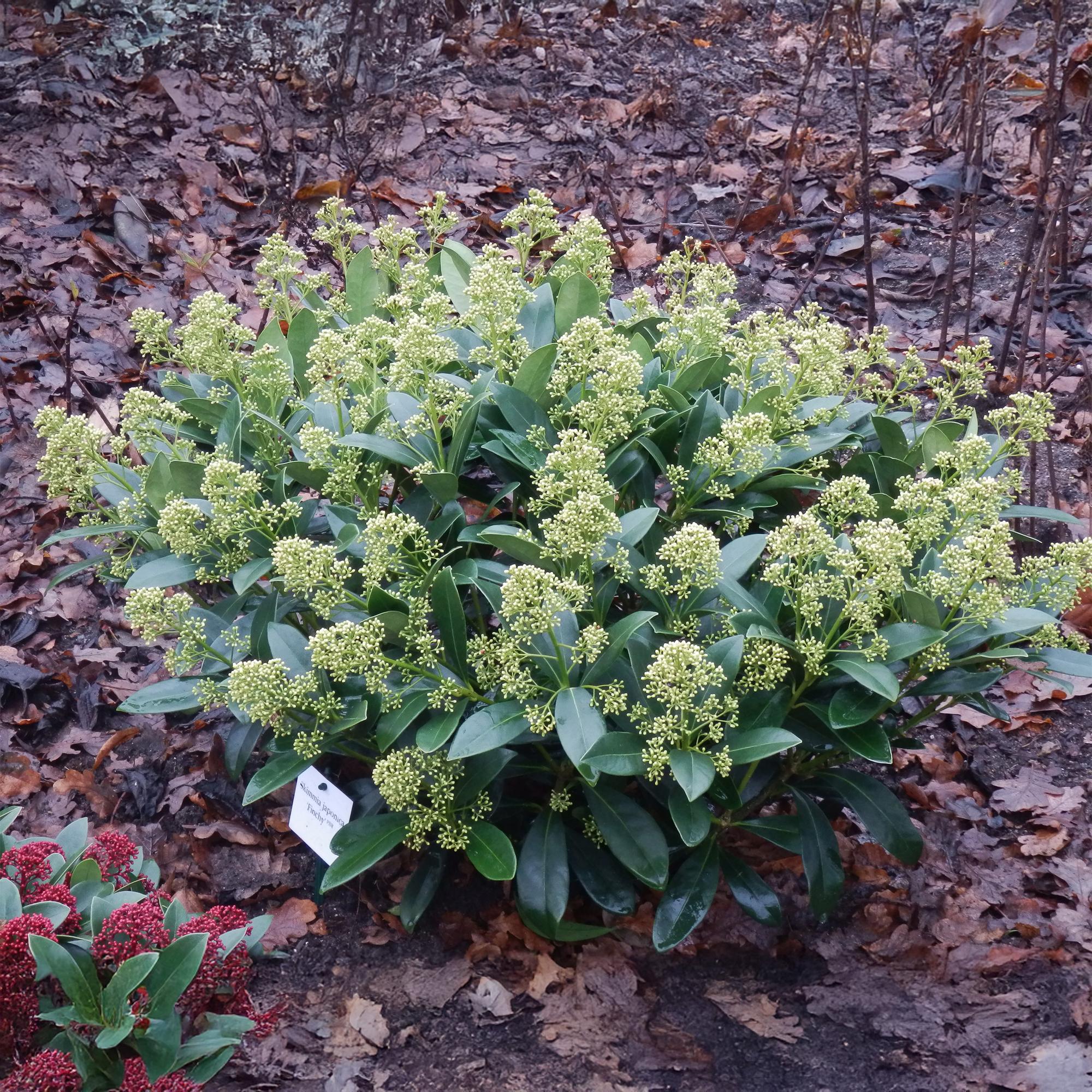 Plante D'Extérieur - Skimmia Du Japon (Skimmia Japonica) 'Finchy' - Image 5