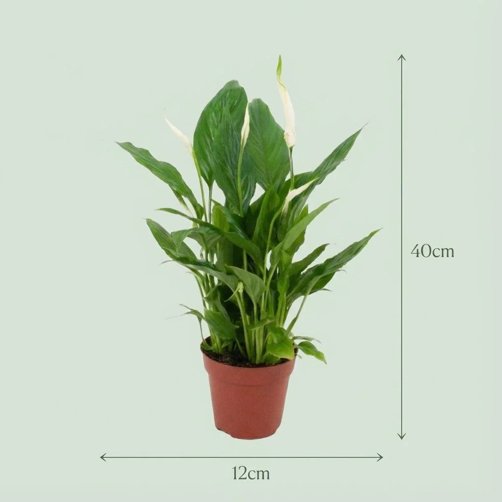 Plante D'Intérieur - Spathiphyllum - Image 4