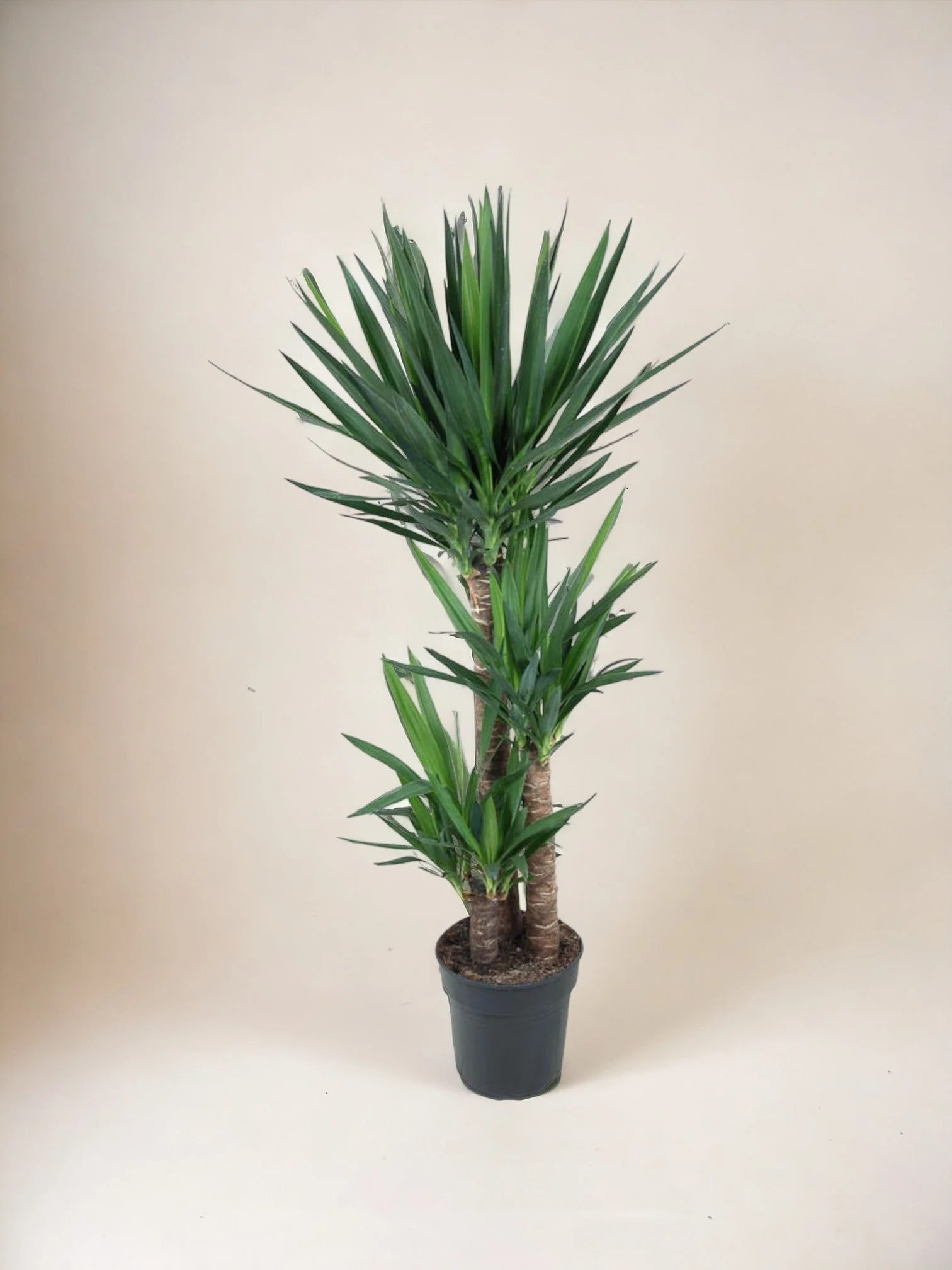 Plante D'Intérieur - Yucca Pied D'Éléphant - Image 2