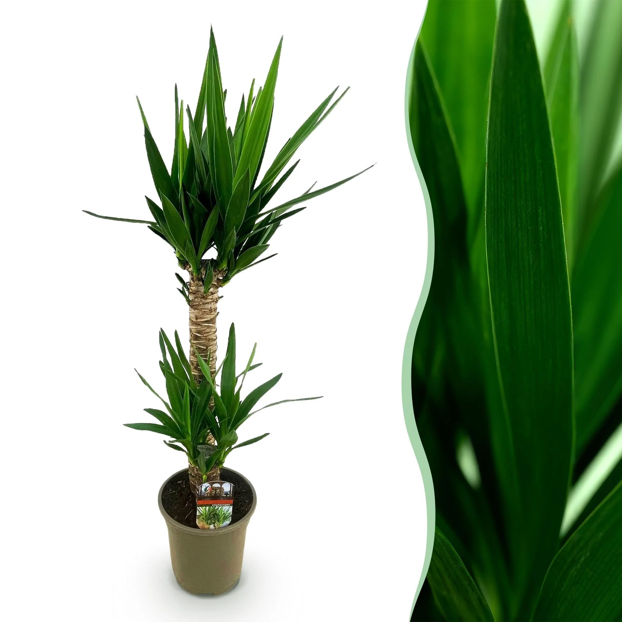 Plante D'Intérieur - Yucca Elephantipes - Image 2