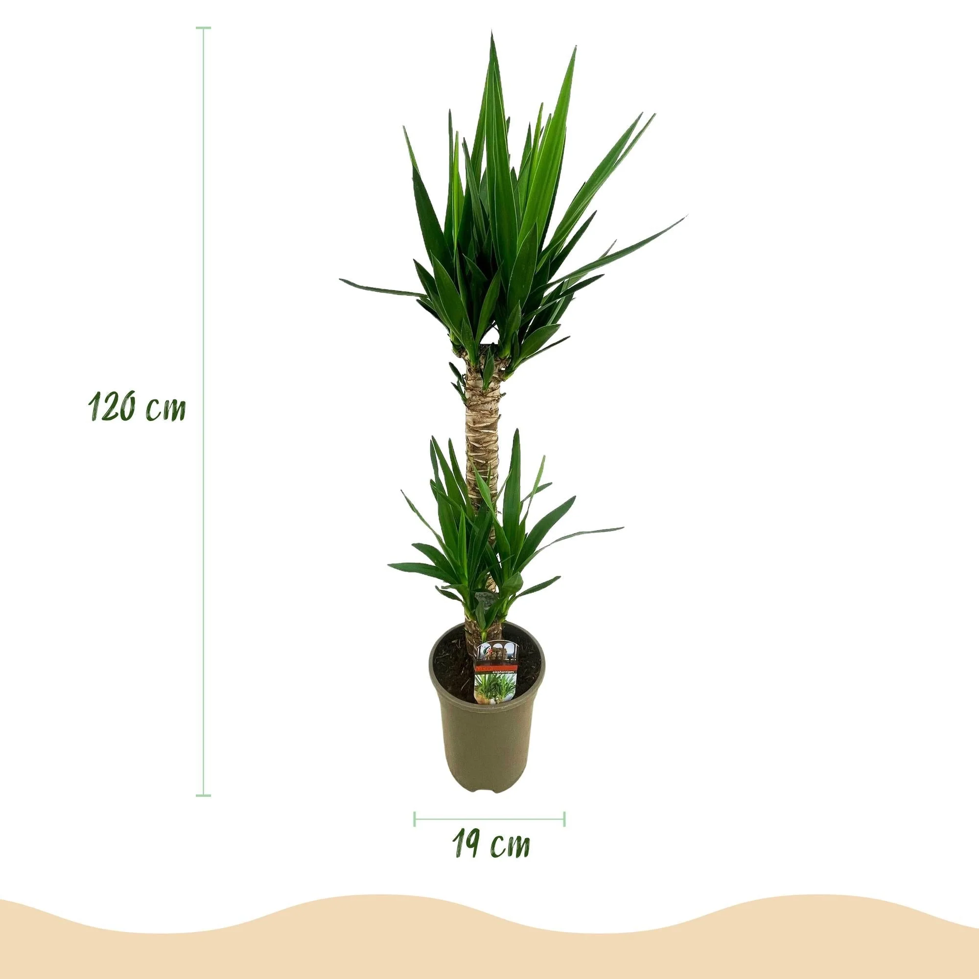 Plante D'Intérieur - Yucca Elephantipes - Image 4