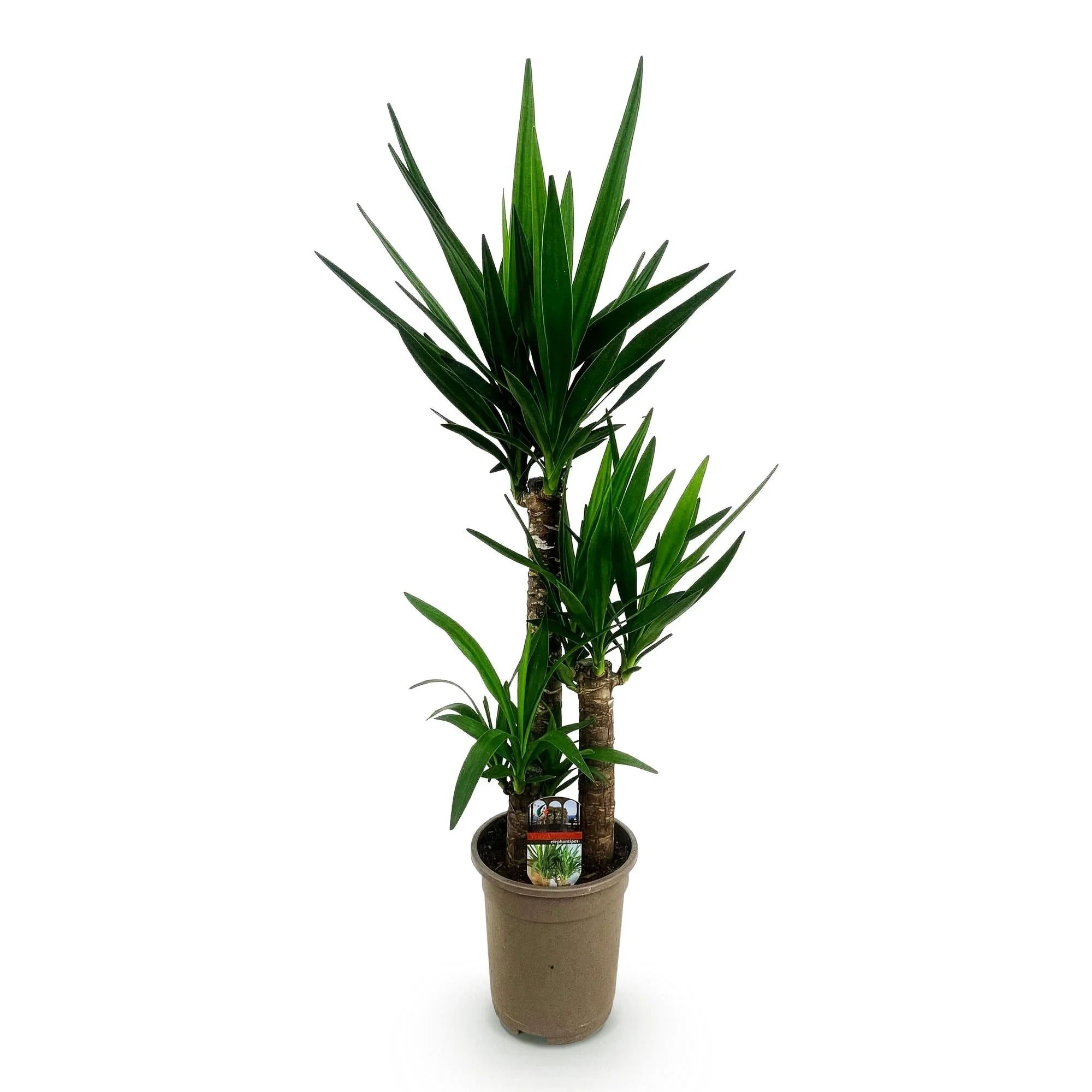 Plante D'Intérieur - Yucca Elephantipes - Image 3