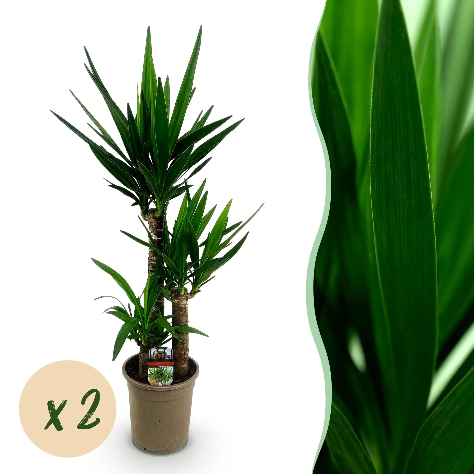 Plante D'Intérieur - Yucca Elephantipes - Image 9