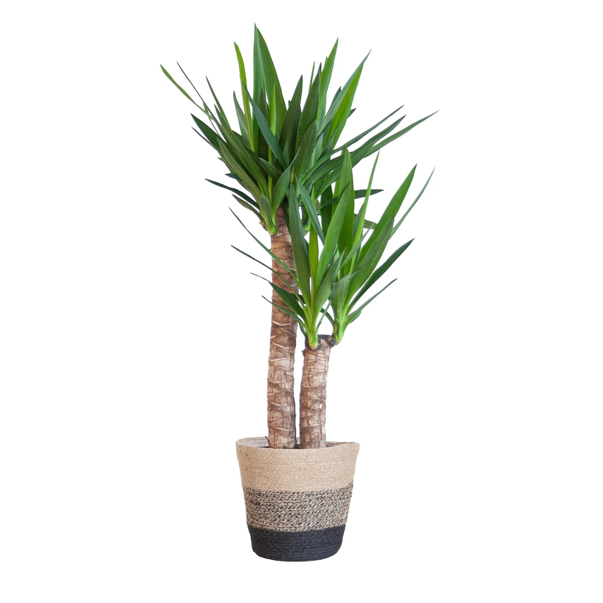 Plante D'Intérieur - Yucca Elephantipes Et Son Pot - Image 11