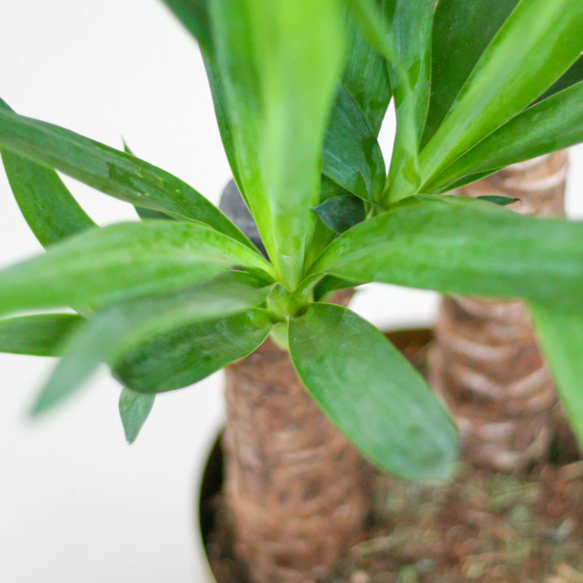 Plante D'Intérieur - Yucca Elephantipes Et Son Pot - Image 7