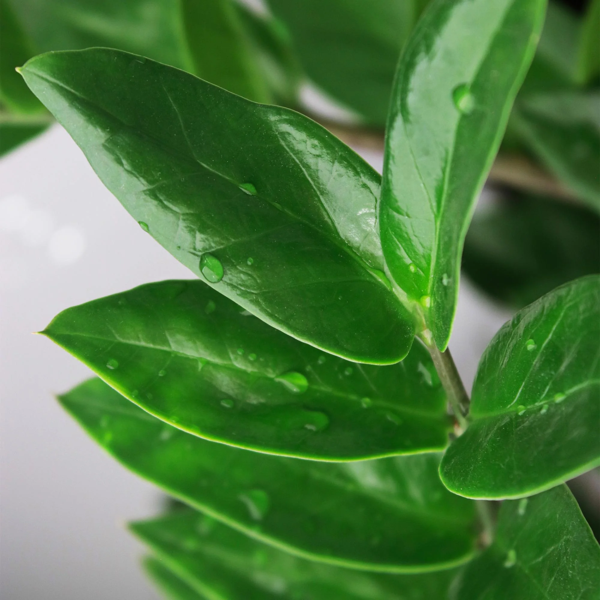Plante D'Intérieur - Zamioculcas Zamiifolia - Image 5