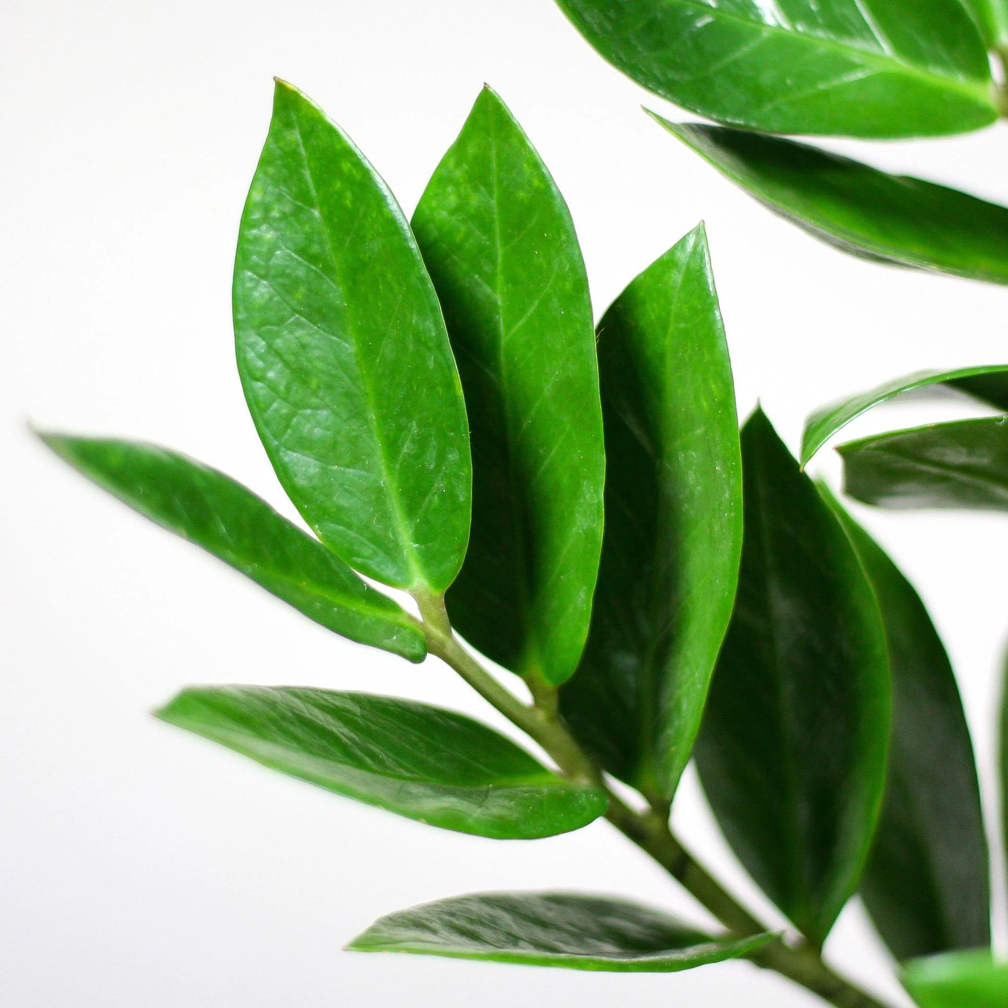 Plante D'Intérieur - Zamioculcas Zamiifolia Et Son Pot - Image 4