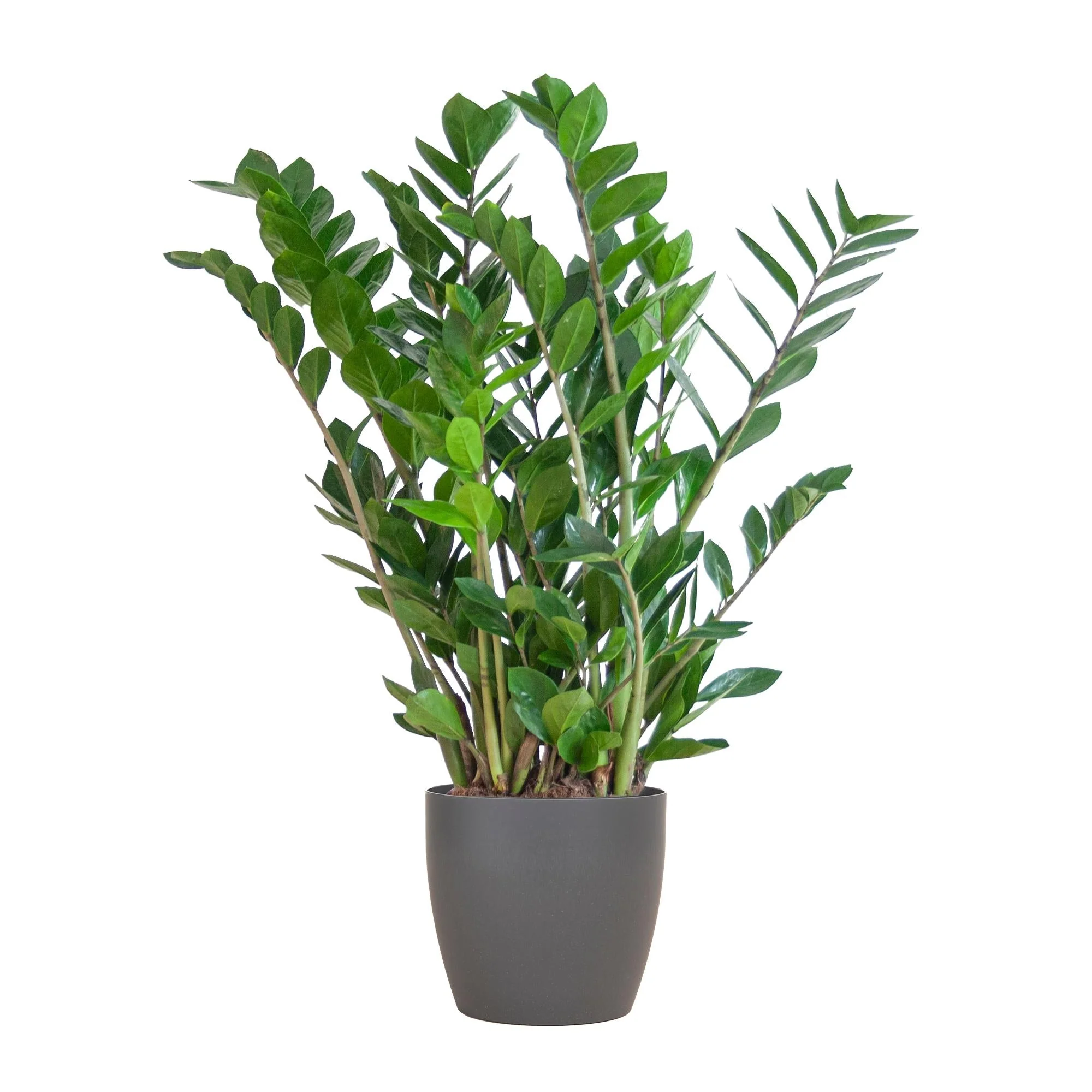 Plante D'Intérieur - Zamioculcas Zamiifolia Et Son Pot - Image 8