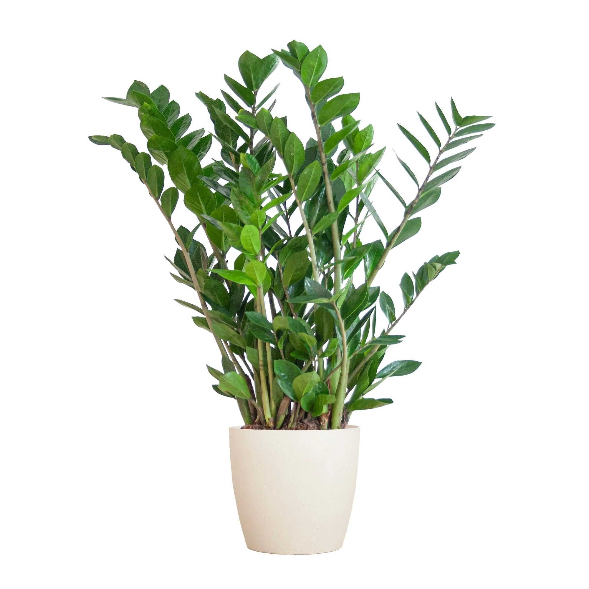 Plante D'Intérieur - Zamioculcas Zamiifolia Et Son Pot - Image 9